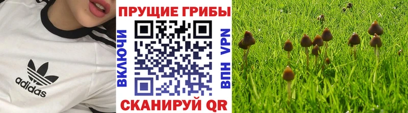 Псилоцибиновые грибы Psilocybine cubensis  Купить  Зеленокумск 